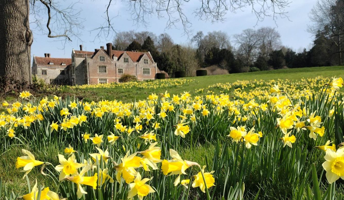 Chawton House Daffodils